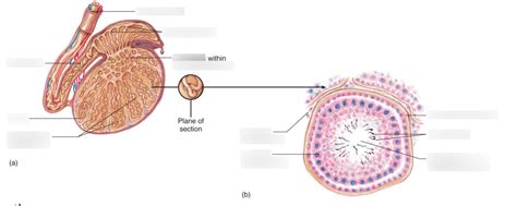 The Seminiferous Tubules Diagram Quizlet