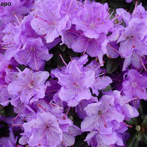 X Rhododendron Ramapo Evergreen Bushy Shrub Hardy Garden Plant In