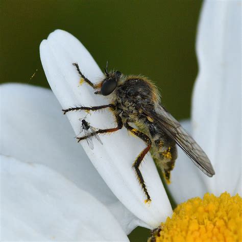 Leptarthrus Brevirostris Slender Footed Robberfly Female A Flickr