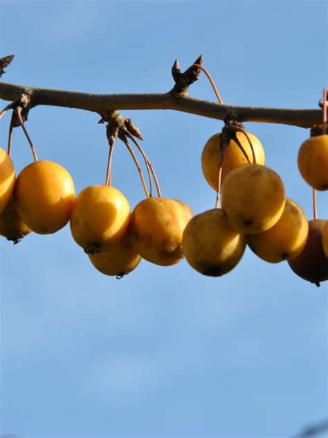 Malus 'Golden Hornet' | Malus 'Golden Hornet' - Van den Berk Nurseries