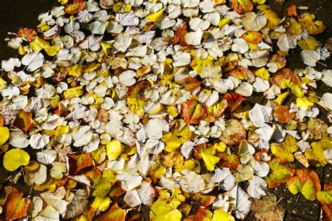 Free Images Grass Rock Branch Plant Sunlight Leaf Flower