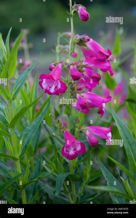 Penstemon Pensham Marilyn Stock Photo Alamy