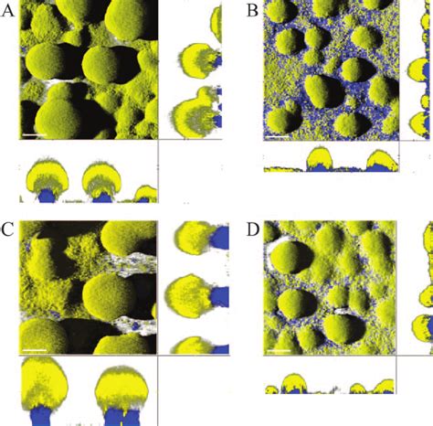 Confocal Laser Scanning Micrographs Of Day Old Biofilms Initiated