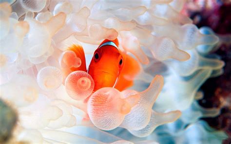 Clownfish Wallpapers - Wallpaper Cave