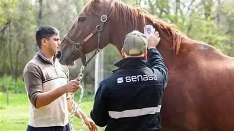 Se Confirm El Primer Caso De Encefalomielitis Equina