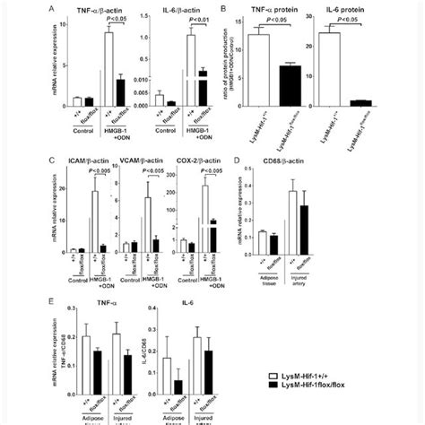 Macrophage Proliferation And Migration Assay In Vitro A Effects Of