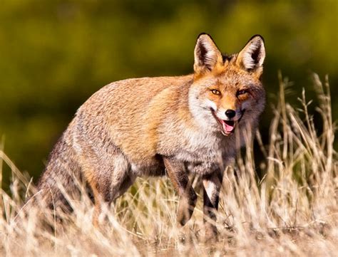 Ninguna Persona Especial Del Sur Cazando Zorros Con Perros Zorreros Su