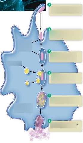 Bio 2040 Final Phagocytosis Diagram Diagram | Quizlet