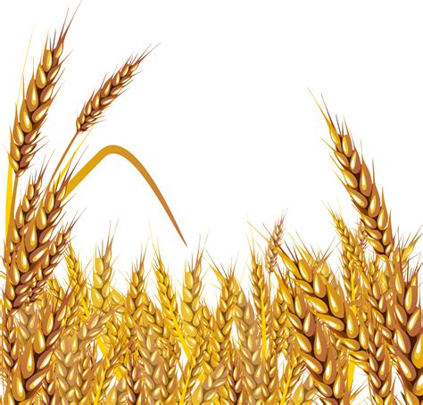 Download Golden Wheat Field Vector Illustration