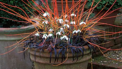 Cornus sanguinea ‘Midwinter Fire’ » Bressingham Gardens