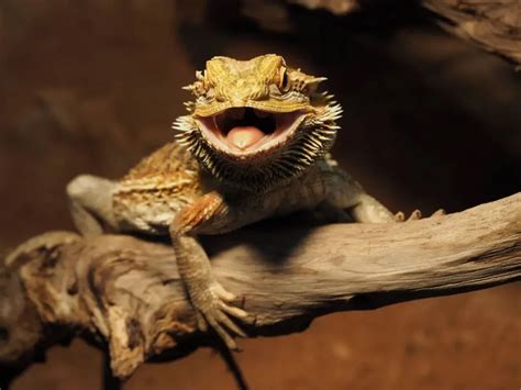 Why Do Bearded Dragons Hold Their Mouths Open 10 Reasons