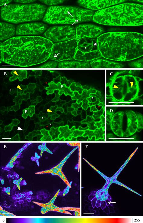 Frontiers Advanced Microscopy Reveals Complex Developmental And