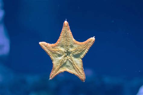 40 Quirky Starfish Facts That May Surprise You