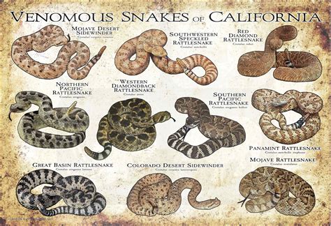 Venomous Snakes Of California Art Print Field Guide Etsy Australia