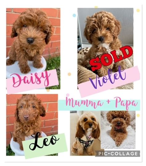 Toy Cavoodles Bulleen Petsforhomes