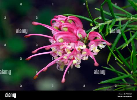 Grevillea flores australia fotografías e imágenes de alta resolución