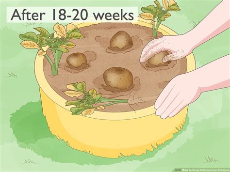 Grow Potatoes From Potatoes