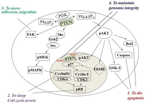 Pten Dual Lipid And Protein Phosphatase Function In Tumor Encyclopedia Mdpi