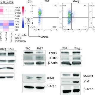 Validation Of Protein Expression Changes With Different Technologies