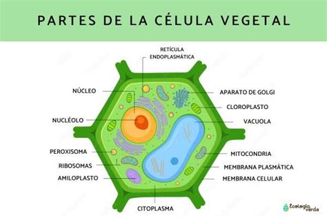 Célula vegetal qué es partes características y funciones Resumen