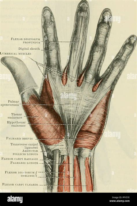 Cunningham de libro de texto de anatomía Anatomía La fascia Y LOS