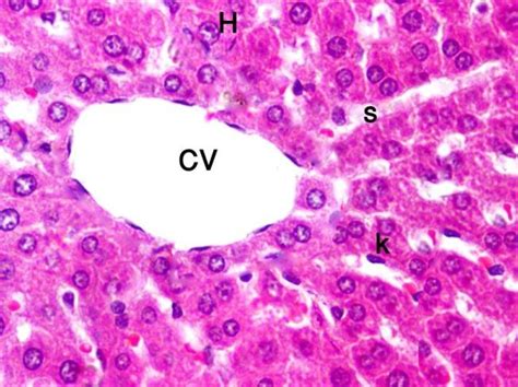 A Photomicrograph Of Section In The Liver Of Control Group Showing