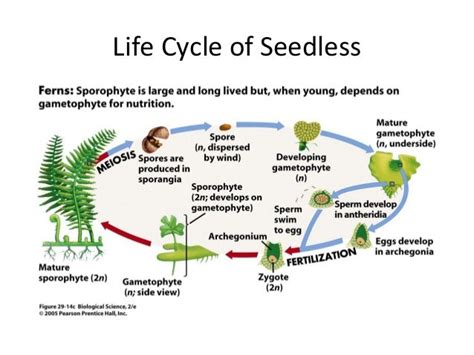 Seedless Vascular Plants