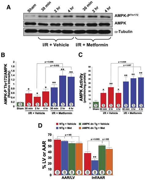 Metformin Augments The Phosphorylation And Activation Of Ampk In The