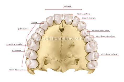 Denture Humaine Dictionnaire Visuel