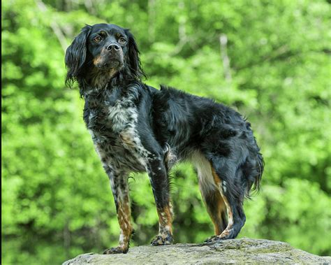 French Brittany Spaniel Photograph by Lee Feldstein - Fine Art America