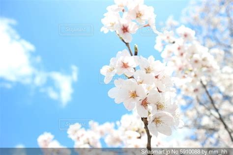 桜のクローズアップの写真・画像素材 5910088 Snapmart（スナップマート）