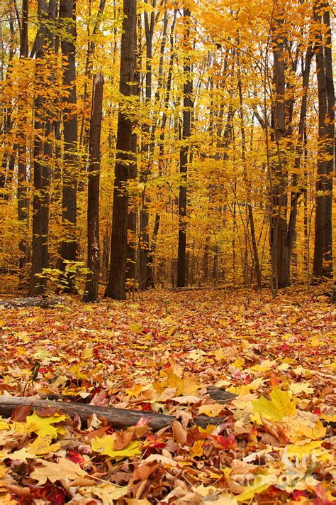 Maple Forest In Autumn Photograph By Mircea Costina Photography