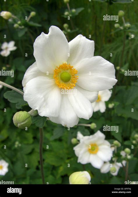 Japanese Anemone Japanese Windflower Anemone Japonica Honorine