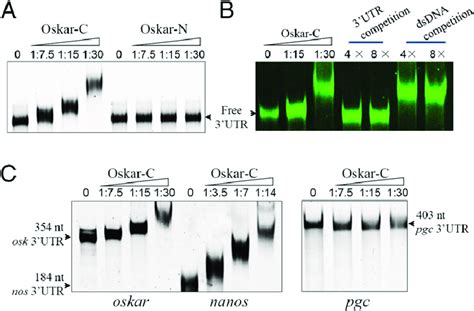 Emsa Analysis Of Osk Rna Interaction A Emsa Results Show That Osk C