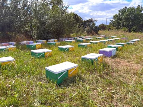 Premium Photo Apiary With Colored Hives For Bees That Extract Honey