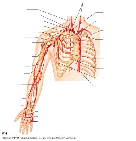 Arteries Of The Right Upper Limb And Thorax Diagram Quizlet