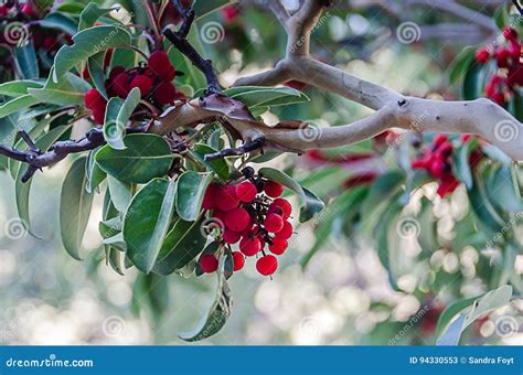 Madrone Tree Arbutus Menziesii Leaves On A Sky Background, California ...