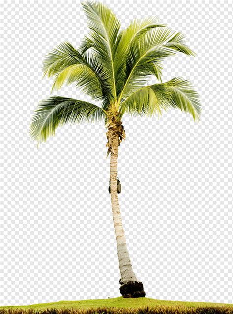 Arecaceae Tree Graphy Tree Palm Tree Grass Arecaceae Png Pngwing