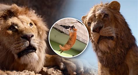 Tiktok Video Viral Gatos Reviven Escena De “el Rey León” Entre Mufasa Y Scar Y No Lo Quiere