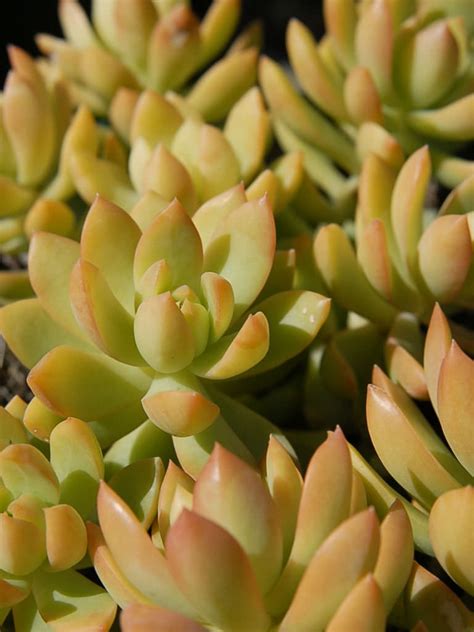 Sedum Adolphi Golden Sedum World Of Succulents