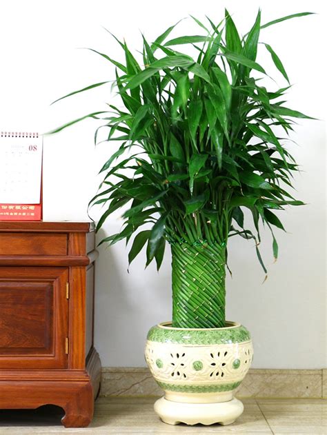 Fungshui Wheel Lucky Bamboo Arrangement Live Plant China Lucky Bamboo