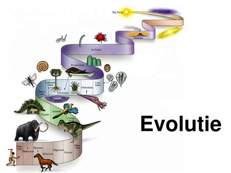 Evolutie Wikiwijs Maken