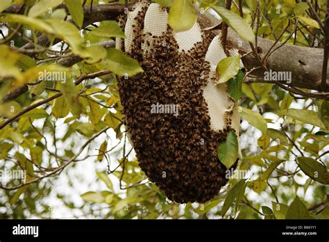 Wild Honey Bee Nest