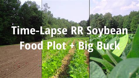 Time Lapse Of Soybean Food Plot AMAZING YouTube