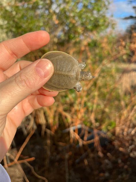 Gulf Coast Spiny Softshell Turtle Babies For Sale American Reptile