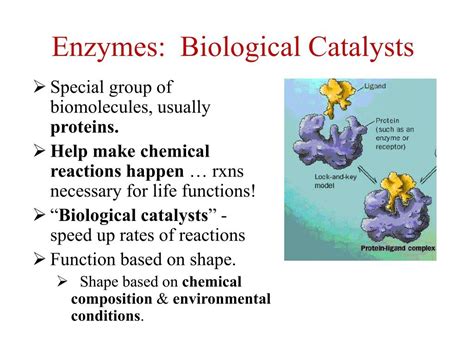 What Are Biological Catalysts