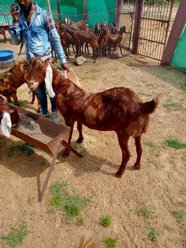 Sirohi Female Goat At Rs Kg Gujari Male Goat In Nagaur Id