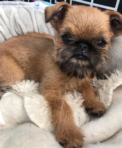 5 Months Old Cute Brussels Griffons Dog Puppy For Sale Or Adoption Near