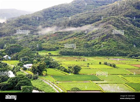 Taro Plantation Hi Res Stock Photography And Images Alamy