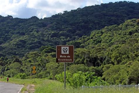 Minas Gerais se destaca em tratado para restaurar Mata Atlântica